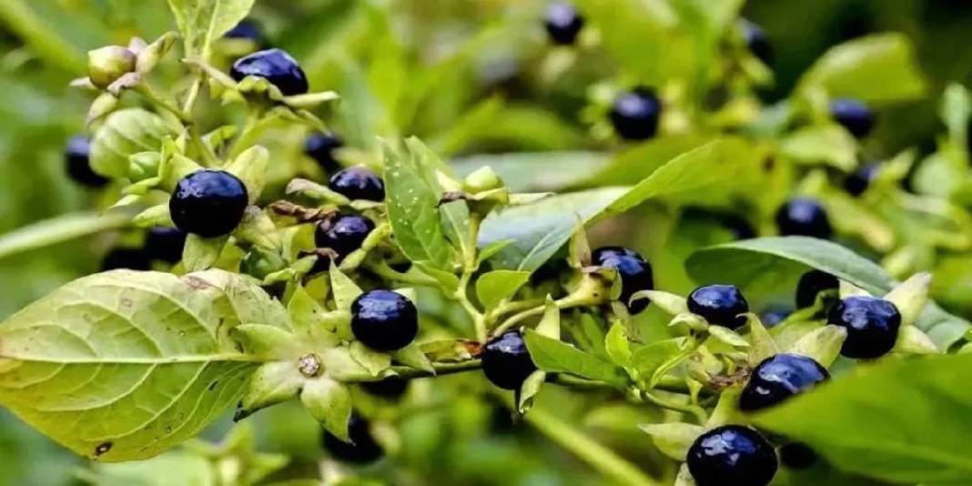 Görüntüsü ıspanağı andırsa da aldanmayın! Yiyen hastanelik oluyor: Uzmanlardan ‘zehir’ uyarısı geldi 4